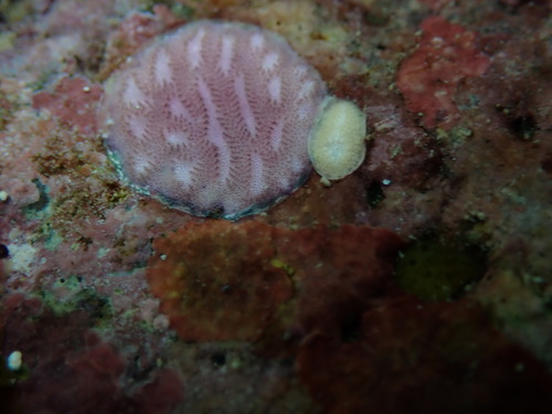 Disporella violacea observed 2025-08-03