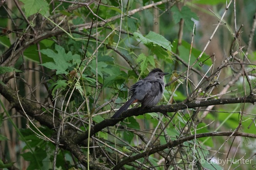 Gray Catbird photographed in Pennsylvania