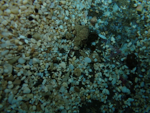 Rissoina observed 2025-08-03