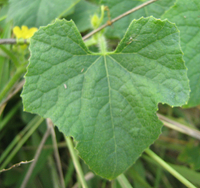 Horned Melon