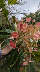 Hydrangea peruviana