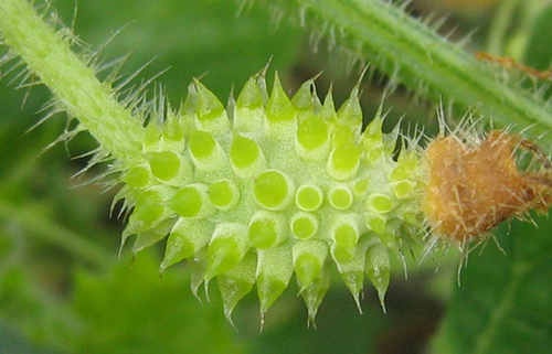 Cucumis metuliferus image