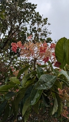 Hydrangea peruviana, photograph (c) Thibaud Aronson, some rights reserved (CC BY-SA)