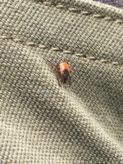 Ixodes ricinus