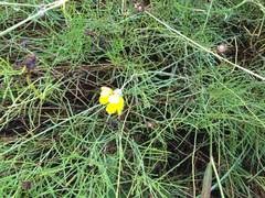 Thelesperma nuecense