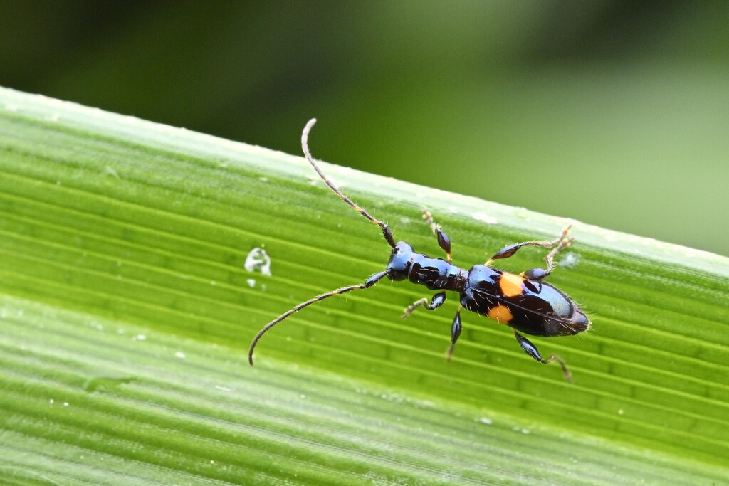 Zorion guttigerum