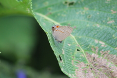 Electrostrymon guzanta