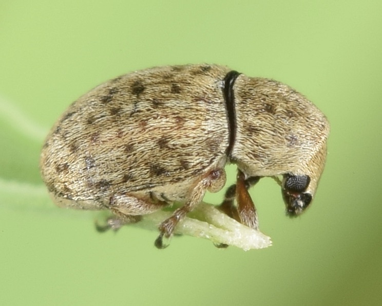 Trigonorhinus tomentosus