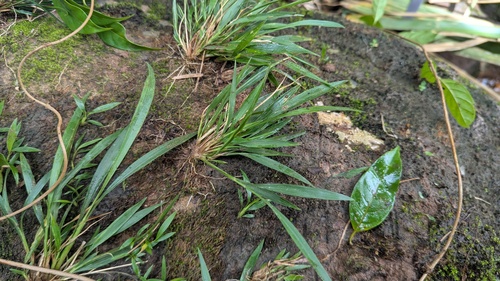 Garnotia acutigluma iNat (2)