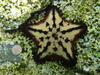 Chocolate Chip Sea Star - Photo (c) ponkyjoe, some rights reserved (CC BY-NC)