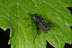 Ibisia marginata