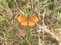 Junonia sophia