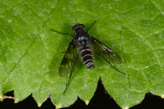 Ibisia marginata