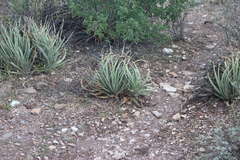 Hechtia podantha