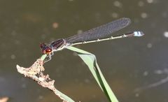 Pseudagrion hamoni