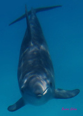 Steno bredanensis