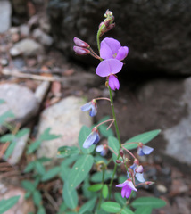 Desmodium batocaulon