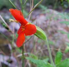 Erythranthe cinnabarina