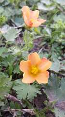 Modiolastrum malvifolium