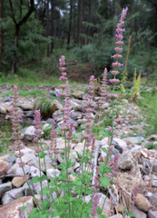 Agastache breviflora