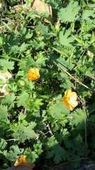 Modiolastrum malvifolium