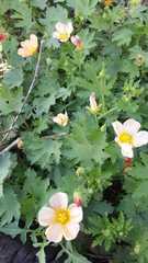 Modiolastrum malvifolium