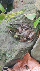 Lithobates clamitans