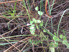 Scutellaria muriculata