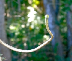 Oxybelis microphthalmus
