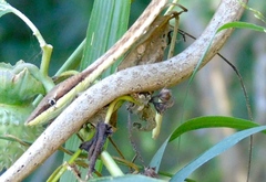 Oxybelis microphthalmus