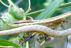 Oxybelis microphthalmus