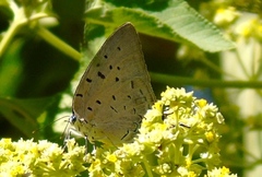 Pseudolycaena damo