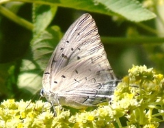 Pseudolycaena damo