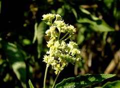 Lippia umbellata