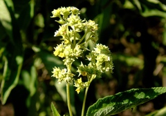 Lippia umbellata