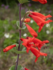 Penstemon murrayanus, photograph (c) Turner Brockman, some rights reserved (CC BY-SA)
