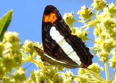 Adelpha iphicleola iphicleola