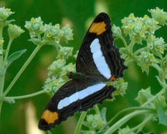 Adelpha iphicleola iphicleola