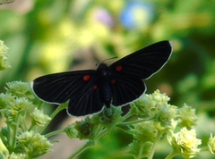 Melanis acroleuca acroleuca