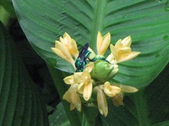 Goeppertia macrosepala