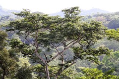 Myroxylon balsamum