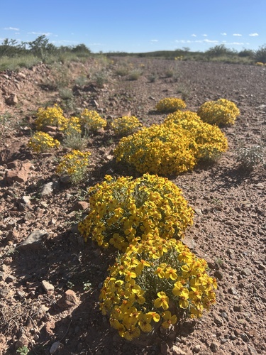 Rocky Mountain zinnia