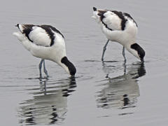 Recurvirostra avosetta