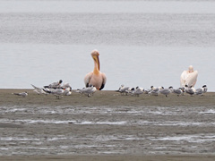 Pelecanus onocrotalus