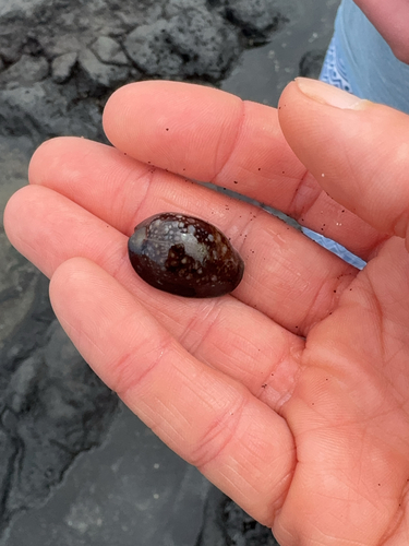 Cypraea caputserpentis observed 2025-08-03