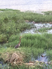 Egretta tricolor image