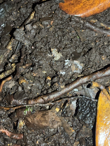 Eleutherodactylus planirostris observed 2025-08-02