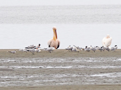 Pelecanus onocrotalus