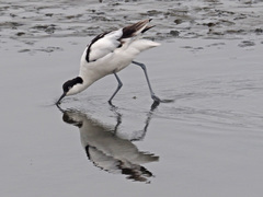 Recurvirostra avosetta