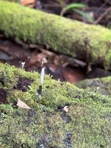 Xylaria, 2025-08-02